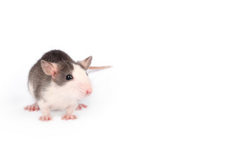 有趣的年轻的老鼠孤立的白色啮齿动物宠物驯养的老鼠关闭复制空间有趣的年轻的老鼠孤立的白色啮齿动物宠物驯养的老鼠关闭