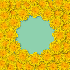 黄色的花安排框架孤立的蓝色的薄荷背景花框架从蒲公英复制空间