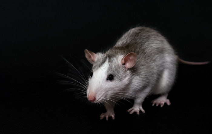 年轻的灰色的老鼠孤立的黑暗黑色的背景啮齿动物宠物驯养的老鼠关闭的老鼠看的相机年轻的灰色的老鼠孤立的黑色的背景啮齿动物宠物驯养的老鼠关闭的老鼠看的相机