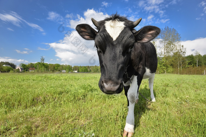 动物大鼻子的肖像牛与大鼻子的背景绿色场农场动物放牧牛动物大鼻子的肖像牛与大鼻子的背景绿色场农场动物放牧牛