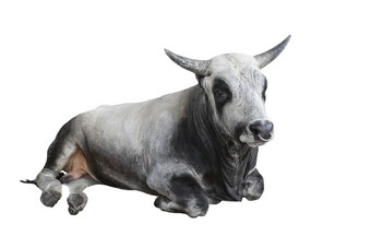大灰色的牛孤立的白色背景大牛与长角谎言的地板上减少出大灰色的牛孤立的白色背景