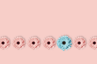 七个雏菊洋甘菊非洲菊花孤立的柔和的粉红色的背景流行艺术设计有创意的独特的概念花模式与蓝色的粉红色的和黄色的花最小的风格七个雏菊洋甘菊非洲菊花孤立的柔和的粉红色的背景