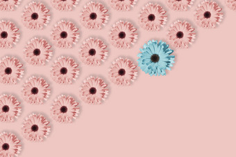 雏菊洋甘菊非洲菊花孤立的柔和的粉红色的背景流行艺术设计有创意的独特的概念花模式与蓝色的粉红色的和黄色的花最小的风格雏菊洋甘菊非洲菊花孤立的柔和的粉红色的背景