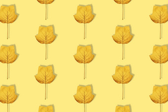 秋天Bacground黄色的木兰叶子模式黄色的背景木兰叶孤立的最小的概念前视图平躺秋天Bacground黄色的木兰叶子模式黄色的背景