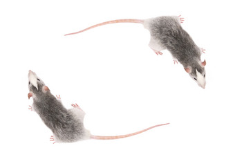 两个年轻的灰色的老鼠孤立的白色背景啮齿动物宠物驯养的老鼠关闭前视图老鼠复制空间两个年轻的灰色的老鼠孤立的白色背景啮齿动物宠物