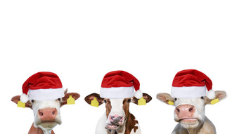 三个有趣的不同的牛圣诞节圣诞老人老人帽子牛肖像孤立的白色农场动物新一年概念三个有趣的不同的牛圣诞节圣诞老人老人帽子