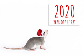 肖像年轻的有趣的灰色的老鼠圣诞节他孤立的白色背景啮齿动物宠物一年的老鼠卡肖像年轻的有趣的灰色的老鼠圣诞节他孤立的白色背景啮齿动物宠物