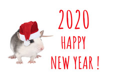 肖像年轻的有趣的灰色的老鼠圣诞节他孤立的白色背景啮齿动物宠物快乐新一年卡肖像年轻的有趣的灰色的老鼠圣诞节他孤立的白色背景