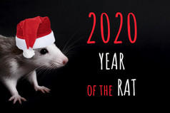 肖像年轻的有趣的灰色的老鼠圣诞节他孤立的黑色的背景啮齿动物宠物一年的老鼠卡肖像年轻的有趣的灰色的老鼠圣诞节他孤立的黑色的背景