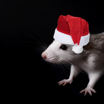 肖像年轻的有趣的灰色的老鼠圣诞节他孤立的黑色的背景啮齿动物宠物驯养的老鼠关闭的老鼠看的相机肖像年轻的有趣的灰色的老鼠圣诞节他孤立的黑色的背景