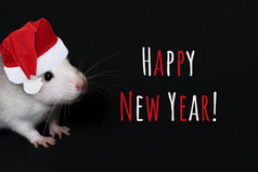 肖像年轻的有趣的灰色的老鼠圣诞节他孤立的黑色的背景啮齿动物宠物快乐新一年卡肖像年轻的有趣的灰色的老鼠圣诞节他孤立的黑色的背景