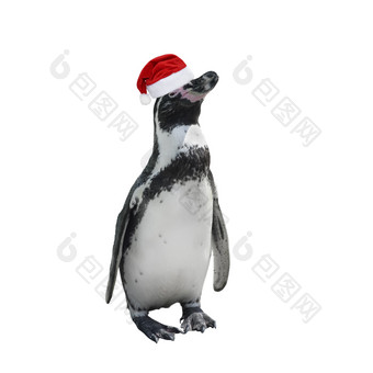 有趣的企鹅完整的长度红色的圣诞老人老人他孤立的白色非洲企鹅关闭野生动物有趣的企鹅红色的圣诞老人老人他孤立的白色