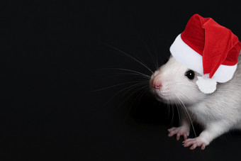 肖像年轻的有趣的灰色的<strong>老鼠</strong>圣诞节他孤立的黑色的背景啮齿动物宠物驯养的<strong>老鼠</strong>关闭的<strong>老鼠</strong>看的相机复制空间肖像年轻的有趣的灰色的<strong>老鼠</strong>圣诞节他孤立的黑色的背景