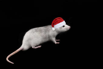 老鼠完整的长度圣诞老人老人他孤立的黑暗背景啮齿动物宠物驯养的老鼠关闭老鼠完整的长度圣诞老人老人他孤立的黑暗背景