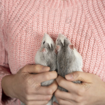 的女孩粉红色的套衫整齐和轻轻持有两个可爱的灰色的老鼠关闭宠物哪概念的女孩粉红色的套衫整齐和轻轻持有两个可爱的灰色的老鼠关闭