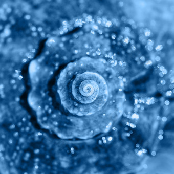 海壳牌关闭前视图深焦点螺旋和卷曲的壳牌纹理横幅与颜色的一年经典蓝色的