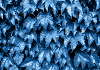 经典蓝色的背景新鲜的叶子颜色的一年艾薇叶子的墙自然背景模拟复制空间经典蓝色的背景新鲜的叶子艾薇叶子的墙自然背景模拟复制空间