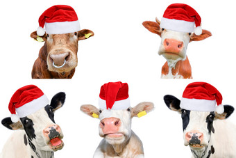拼贴画孤立的牛公牛队和cattles白色背景新一年圣诞节动物概念牛圣诞老人老人他拼贴画孤立的牛公牛队和cattles白色背景新一年圣诞节动物概念