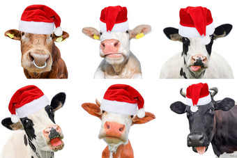 拼<strong>贴画</strong>孤立的牛公牛队和cattles白色背景新一年圣诞节<strong>动物</strong>概念牛圣诞老人老人他拼<strong>贴画</strong>孤立的牛公牛队和cattles白色背景新一年圣诞节<strong>动物</strong>概念