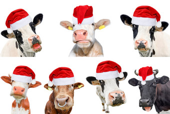 拼贴画孤立的牛<strong>公牛队</strong>和cattles白色背景新一年圣诞节动物概念牛圣诞老人老人他拼贴画孤立的牛<strong>公牛队</strong>和cattles白色背景新一年圣诞节动物概念