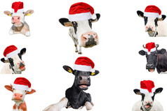 拼贴画孤立的牛公牛队和cattles白色背景新一年圣诞节动物概念牛圣诞老人老人他拼贴画孤立的牛公牛队和cattles白色背景新一年圣诞节动物概念