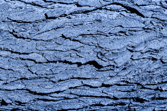 树树皮纹理蓝色的健美的老橡木树关闭树树皮自然背景有机纹理自然背景时尚的横幅健美的经典蓝色的颜色的一年树树皮纹理蓝色的健美的老橡木树关闭树树皮自然背景有机纹理