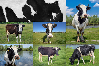 拼贴画放牧牛和cattles的场农场动物概念拼贴画牛和cattles的场
