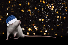 年轻的有趣的灰色的老鼠蓝色的圣诞节他孤立的黑色的背景和金闪光驯养的老鼠完整的长度关闭的老鼠看的相机年轻的有趣的灰色的老鼠蓝色的圣诞节他孤立的黑色的背景和金闪光
