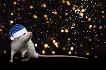 年轻的有趣的灰色的<strong>老鼠</strong>蓝色的圣诞节他孤立的黑色的背景和金闪光驯养的<strong>老鼠</strong>完整的长度关闭的<strong>老鼠</strong>看的相机年轻的有趣的灰色的<strong>老鼠</strong>蓝色的圣诞节他孤立的黑色的背景和金闪光