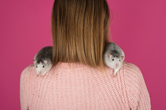 两个有趣的灰色的老鼠是坐着的女孩肩膀粉红色的背景宠物哪概念两个有趣的灰色的老鼠是坐着的女孩肩膀