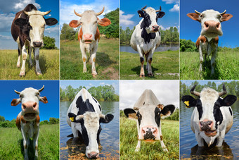 肖像拼贴画放牧牛和cattles的场农场动物概念拼贴画牛和cattles的场
