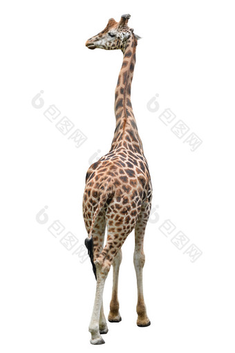 有趣的长颈鹿站完整的长度孤立的白色背景走长颈鹿关闭动物园动物孤立的长颈鹿看某物一边有趣的长颈鹿站完整的长度孤立的白色背景