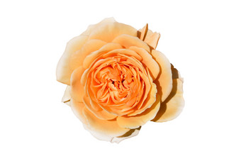 前视图美丽的橙色玫瑰头关闭橙色玫瑰头孤立的白色温柔的玫瑰头关闭花园花深焦点前视图前视图美丽的橙色玫瑰头关闭