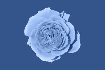 光蓝色的玫瑰花头深蓝色的背景前视图光蓝色的玫瑰花头深蓝色的背景