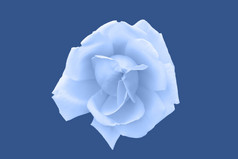 温柔的光蓝色的玫瑰花头深蓝色的背景前视图关闭温柔的光蓝色的玫瑰花头深蓝色的背景