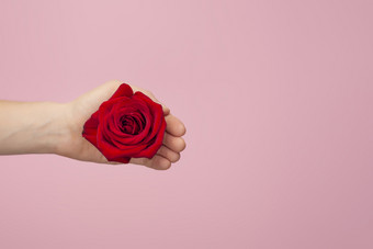 一个红色的玫瑰美丽的女手粉红色的背景现在礼物概念时尚的的想法为情人节一天国际女人的一天母亲一天前视图复制空间一个红色的玫瑰美丽的女手粉红色的背景前视图复制空间