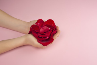 红色的玫瑰花瓣美丽的女手粉红色的背景现在个人哪概念时尚的的想法为情人节一天国际女人的一天母亲一天前视图复制空间红色的玫瑰花瓣美丽的女手粉红色的背景前视图