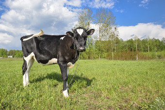黑色的和白色小腿与有趣的动物的鼻口春天牧场年轻的牛完整的长度牧场关闭农场动物黑色的和白色小腿与有趣的动物的鼻口春天牧场
