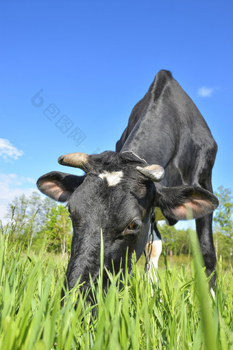 的肖像放牧牛的背景场美丽的有趣的牛农场年轻的黑色的牛吃明亮的绿色草的肖像放牧牛的背景农场场