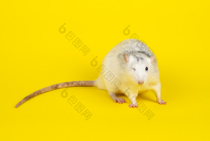 有趣的年轻的脂肪老鼠完整的长度孤立的黄色的啮齿动物宠物驯养的老鼠看直接相机关闭驯养的老鼠看直接相机关闭