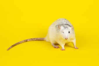 有趣的年轻的脂肪老鼠完整的长度孤立的黄色的啮齿动物宠物驯养的老鼠看直接相机关闭驯养的老鼠看直接相机关闭