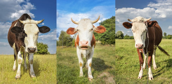 肖像放牧牛的绿色场农场动物概念拼贴画肖像放牧牛的绿色场拼贴画
