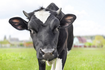 的肖像有趣的发现了牛的背景绿色场美丽的有趣的牛农场年轻的黑色的小腿盯着的相机好奇的有趣的牛与有趣的大鼻子关闭的肖像有趣的发现了牛的背景绿色场