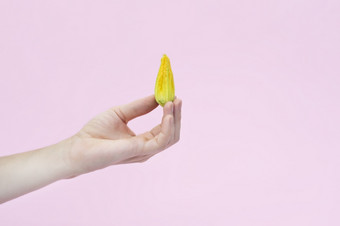 黄色的南瓜西葫芦花女手孤立的粉红色的背景前视图手持有可食用的南瓜花黄色的南瓜西葫芦花女手孤立的粉红色的背景