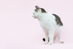 美丽的毛茸茸的发现了wite和灰色猫孤立的粉红色的背景好奇的猫坐着完整的长度和看走了宠物美丽的毛茸茸的发现了wite和灰色猫孤立的粉红色的背景