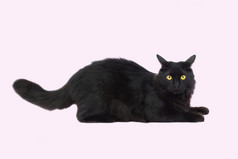 美丽的毛茸茸的黑色的猫孤立的粉红色的背景猫与黄色的眼眶完整的长度宠物美丽的毛茸茸的黑色的猫孤立的粉红色的背景猫谎言