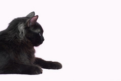 肖像美丽的毛茸茸的黑色的猫孤立的粉红色的背景猫与黄色的眼眶完整的长度宠物肖像美丽的毛茸茸的黑色的猫孤立的粉红色的背景