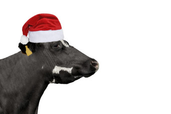 有趣的牛圣诞节圣诞老人老人他孤立的白色黑色的牛肖像孤立的白色农场动物圣诞节横幅与复制空间牛圣诞老人概念有趣的牛圣诞节圣诞老人老人他孤立的白色