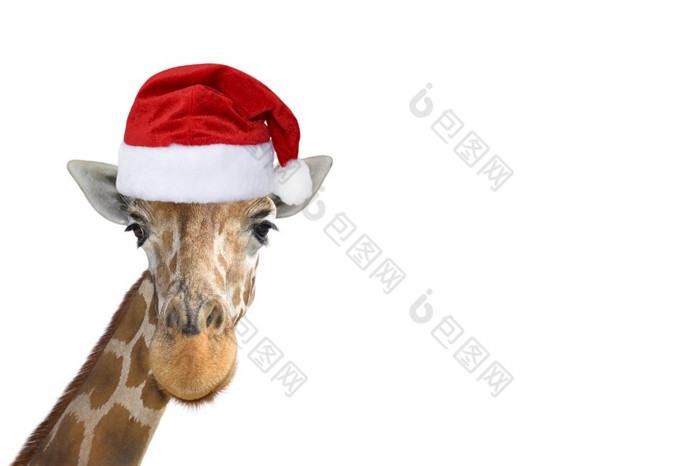 可爱的和有趣的长颈鹿头圣诞节圣诞老人他孤立的白色背景有趣的长颈鹿portraitisolated有趣的长颈鹿圣诞老人概念横幅与复制空间可爱的和有趣的长颈鹿头圣诞节圣诞老人他孤立的白色背景