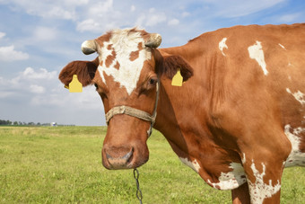 红色的发现了牛放牧的场与绿色草农场动物牛农场